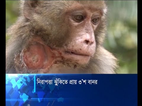 নিরাপত্তা ঝুঁকিতে প্রায় ৩’শ বানর