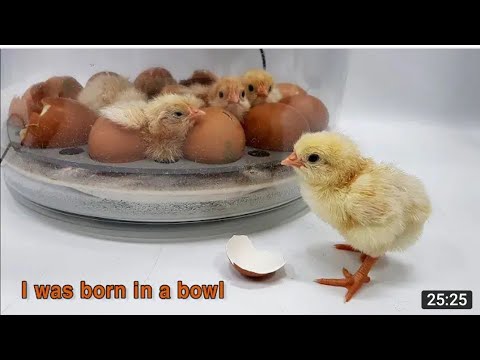I was born in a bowl