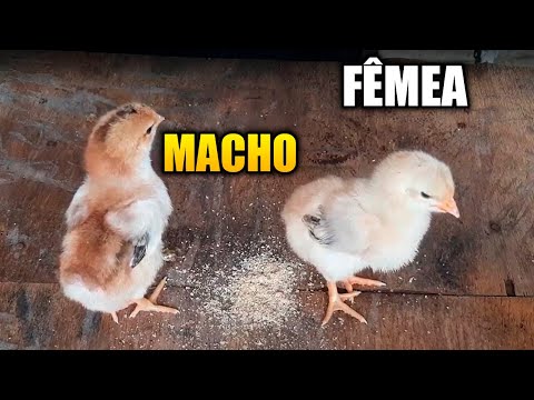 HOW TO KNOW IF A CHICK IS MALE OR FEMALE... without mistakes