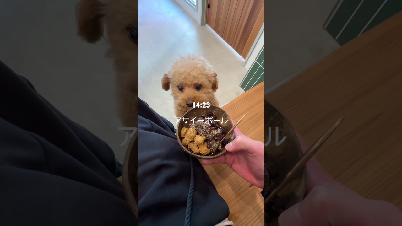 犬とピラティスと筋トレ#ピラティス#福岡ピラティス#福岡ピラティススタジオ#ピラティスインストラクター