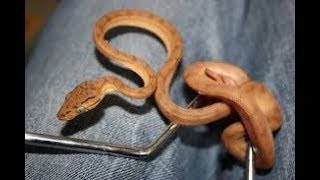 A few things you should know before buying a Amazon Tree Boa