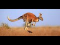 Animal Atlas New Opening Intro Robert Original