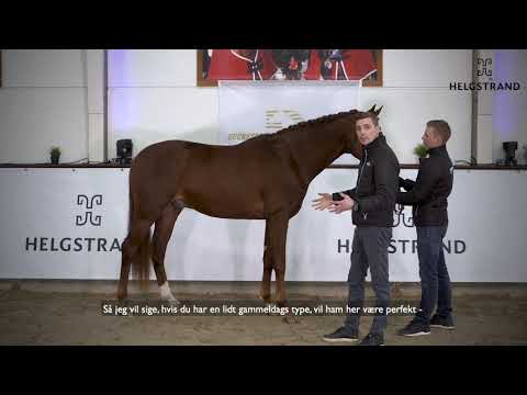 Fire Jazz by Fürst Jazz / Sir Donnerhall I - stallion born 2018 DK