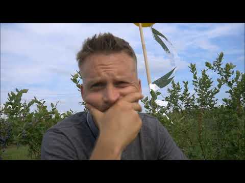 Dlaczego borówka ma małe owoce odmiana CHANDLER Najlepsza ? Grupy Producenckie co dalej ? ?