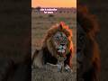 The Lion King King Of Forest Shortvideo Shortsviral Likeandsubscribe Lionking