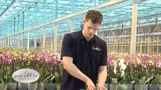 Orchid Care After Blooms Drop - Just Add Ice Orchids