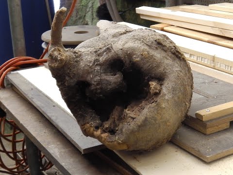 Maserknolle Schale 1