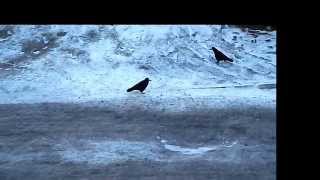preview picture of video 'Random Birds in Vologda—'Mucking around!':) [March 25, 2015, 11:03]'