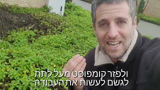 חמניה זוחלת כיסוי שטח בשמש מלאה