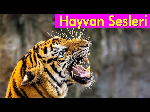 20 Vahşi Hayvan - Çocuklar İçin Hayvan Sesleri