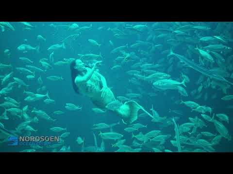 Havfrueshow på Nordeuropas største akvarium