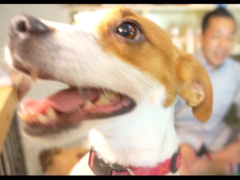 ジャックラッセル犬の名前