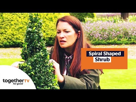 How to Make a Spiral Topiary Shrub | The Great British Garden Revival