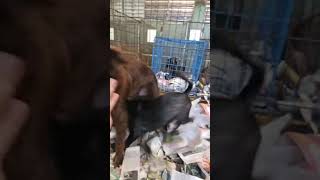 Video preview image #1 Chihuahua-Labrador Retriever Mix Puppy For Sale in Virginia Beach, VA, USA