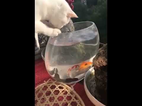 funniest animal videos of 2022 - funny golden retriever btdogs and cutest golden puppies  V.18449 #