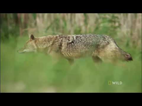 Documentario : Alcateia De Lobo Em Seu Habitat Nat Geo