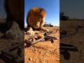 Will The Lion Get The Meat Or Fall Into The Hunter Trap Wildlife Lion Nature