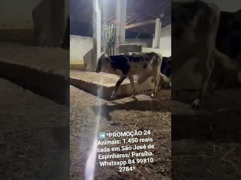 24 Animais: 1.450 reais cada em São José de Espinharas/ Paraíba. Whatsapp 84 99810 2784*#gado
