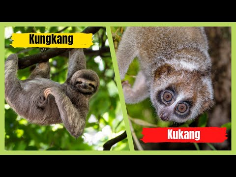 Apa Kalian Tau Kukang Dan Kungkang Berbeda? | Rizwan Adi Sofyan