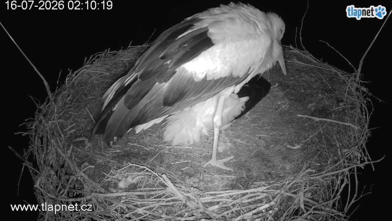 Live webcam view of Roštejn Stork Nest Close-Up