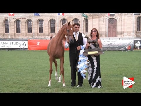 GOLD - N.3 AJ RAFIQA - Chantilly 2016 World Cup - Yearling Fillies Championship (Class 11)