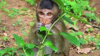 Young Boran Sit Wait Her Mama Brianna Walking in Jungle in Morning on  Oct 26,2025/Vs.5k697. Ambers