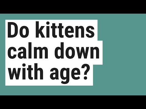 Do kittens calm down with age?