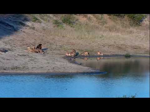 Lions rest after drinking water. - Live Web Cam | Djuma Waterhole