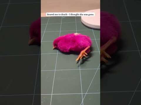 This girl rescued a chick that was abandoned on the road and then