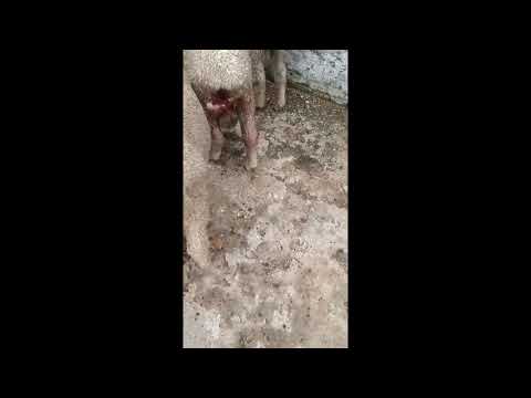 Ataque de perros a majada en zona de Camino Perinetti, cercanías de Poblado Alonso, Treinta y Tres