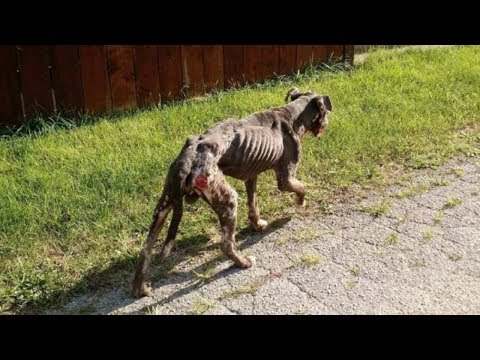 download lagu mp3 mp4 Walking Skeleton, download mp3 Walking Skeleton free download, download mp3 Walking Skeleton