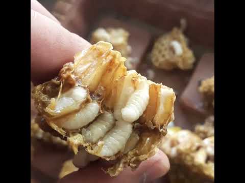 Пчеловодство. Опасный клещ Варроа в сотах. Проверка пчёл на заклещеванность #Shorts #клещ_Варроа