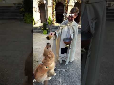 Golden retriever receives holy water blessing from priest #shorts