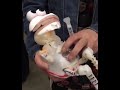 Elmo With No Skin