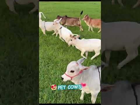 Nadipathy Pet cows so cute & short #viral #cow #littleradhe #youtube #farming #animals #youtuber
