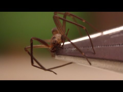 如何鑑別棕色回紋蜘蛛--每天都很聰明 89 (How to Identify a Brown Recluse Spider - Smarter Every Day 89)