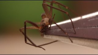 How to Identify and Handle a Brown Recluse - Smarter Every Day 89