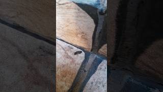 #besouro #correndo da #formiguinha