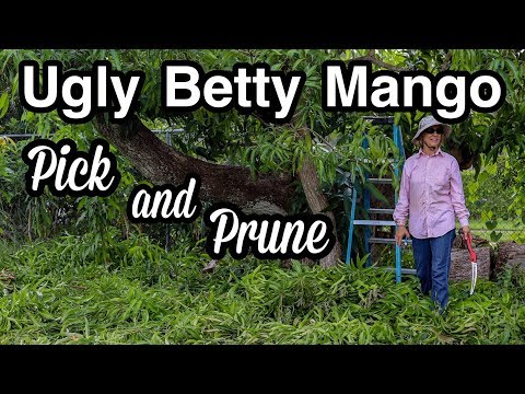 'Ugly Betty' Mango Pick and Prune