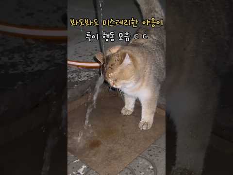 봐도봐도 미스테리한 야옹이 특이행동 모음