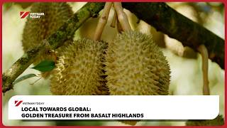 Local Towards Global: Golden treasure from basalt highlands | Vietnam Today