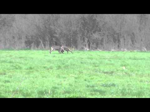 Krbavica - Borba Srndaća