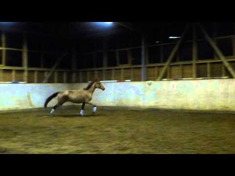 Fantastique 2014, 4j. Wallach v. Floriscount - Sandro Hit