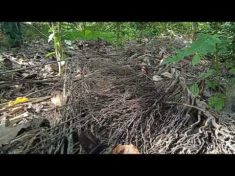 Una Hermandad con aroma de café