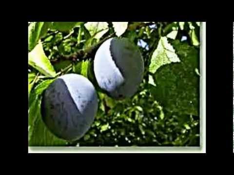 Zwetschge, Hauspflaume, Zwetsche, Quetsche, Zwetschke