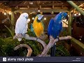 Cockatoo Vs Macaw Parrot Comedy Fights