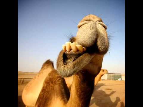 DjDa & Sam Perez -Camel in his moutH-