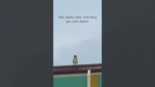 Download lagu Jelas nggih... #storywa #monkey #lucu #story mp3