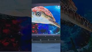 3D Sea Turtle at the cruise port in Nassau, Bahamas. #nassau #nassaubahamas #seaturtles #cruiseship