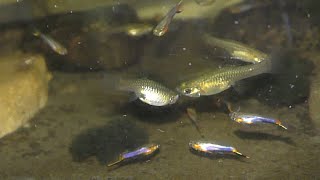 Endlers Guppy male to female ratio